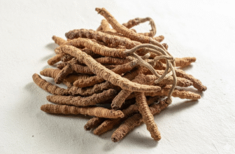 Ranking suplementów z cordycepsem 2026 – który cordyceps naprawdę działa?