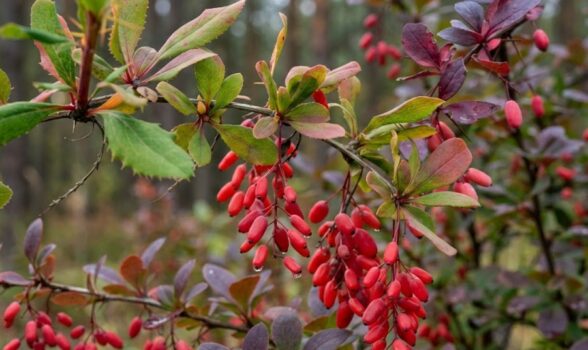 Berberyna – działanie, właściwości i zastosowanie w suplementacji